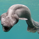Photo: Awashima Marine Park/Getty Images